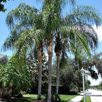 بذور نخيل كوكس ( Syagrus romanzoffiana )