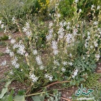بذور عشبة تربة ابو دهينه ( Silene arabica Boiss )