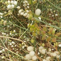 بذور شجيرة القرضي ( Ochradenus baccatus )