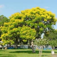 بذور شجرة البونسيانا الصفراء - بلتفورم ( Peltophor...