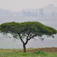بذور طلح السيال ( Acacia johnwoodii )