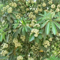 بذور شجرة المليون زهرة - الستونيا ( Alstonia schol...