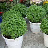 بذور الريحان الحار ( ocimum basilicum minimum )