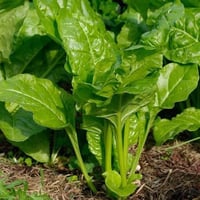 بذور نبتة السبانخ ( Spinacia oleracea )