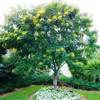 بذور شجرة كاسيا التايلندية ( Senna siamea )