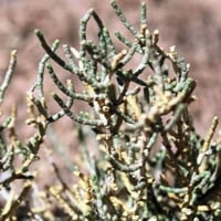 بذور عشبة الشنان ( Anabasis )