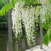بذور شجرة ويستيريا البيضاء ( "wisteria sinensis "a...