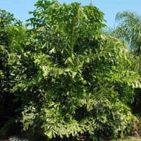 بذور نخيل ذيل السمكة - كاريوتا ( Caryota mitis )