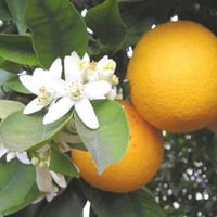 بذور النارنج - أصول الحمضيات ( CITRUS AURANTIUM )