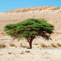 بذور شجرة الطلح النجدي ( Acacia gerrardii )