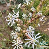 بذور عشبة تربة ابو دهينه ( Silene arabica Boiss )