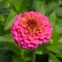 بذور الزينيا الملونة ( Zinnia elegans )