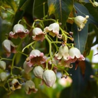 بذور شجرة استركوليا مخمسة ( Brachychiton populneus...