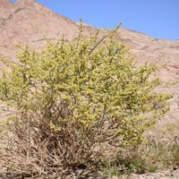 بذور عشبة البعيثران - شيح العطارين ( Artemisia Jud...