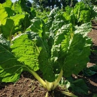 بذور نبات السلق ( Beta vulgaris subsp )