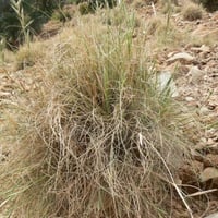 بذور عشبة الاذخر المكي ( Cymbopogon Schoenanthus )