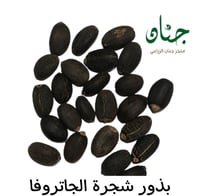 بذور شجيرة الجاتروفا‬ ( Jatropha integerrima )