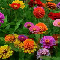 بذور زهرة الزينيا القزمية ( Zinnia elegans Dwarf )