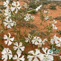 بذور تربة النفود ( silene villosa )