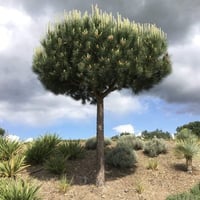 بذور شجرة الصنوبر الثمري ( Pinus pinea )