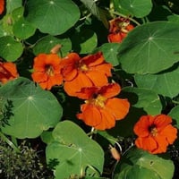 بذور السالبوت - أبو خنجر ( tropaeolum majus )