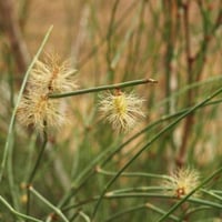 بذور الارطى العملاق - العبل الخليجي ( Calligonum c...