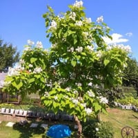 بذور شجرة كاتالبا الفول الهندي ( Catalpa bignonioi...