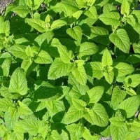 بذور عشبة المليسا - حشيشة النحل ( Melissa officina...