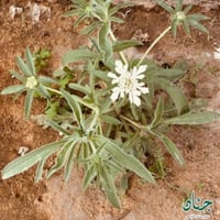 بذور الطربة - ام قلاص البيضاء ( scabiosa palaestin...