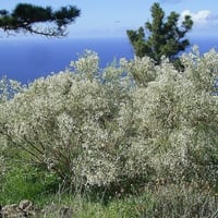 بذور شجيرة الرتم ( Retama raetam )