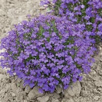 بذور زهرة لوبيليا ( Lobelia erinus )
