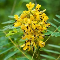 بذور شجيرة كاسيا اوكدنتاليس ( Senna-occidentalis )