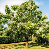 بذور شجرة كاتالبا الفول الهندي ( Catalpa bignonioi...
