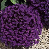 بذور زهرة لوبيليا ( Lobelia erinus )