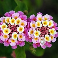 ( Lantana camara ) بذور زهرة لانتانا كمارا