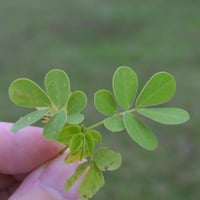 بذور عشبة سنا الصينية - المنجلية ( Senna obtusifol...