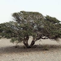 بذور السمر ( Acacia tortilis )