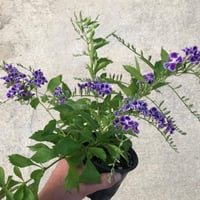 بذور شجيرة دورانتا ( duranta erecta )
