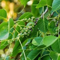 بذور شجرة فيكس لسان العصفور ( Ficus religiosa )