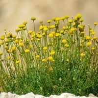 بذور القرقاص - القريص ( Aaronsohnia factorovskyi )