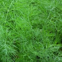 بذور نبات الشبت ( Anethum graveolens )