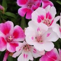 بذور زهرة وداع الربيع - جوديشيا ( Clarkia amoena )