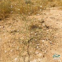 بذور عشبة الظبي - السمنة ( gypsophila copillaris )