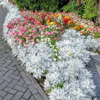 بذور زهرة الشيخة الفضية ( Jacobaea maritima )