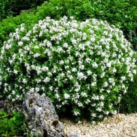 بذور ياسمين جاردينيا ( Gardenia jasminoides )