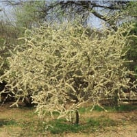 بذور شجرة الطلح العسلي - الضبة ( Acacia mellifera...