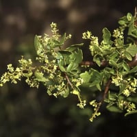 بذور شجرة العرن - الظمخ ( Searsia tripartita )