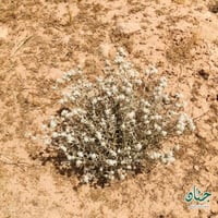 بذور عشبة الجعد ( Teucrium polium )
