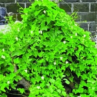 بذور الشلو - المغد ( Coccinia grandis )