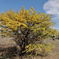 بذور طلح الفتنة ( Acacia farnesiana )